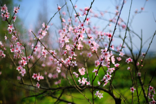 桃花