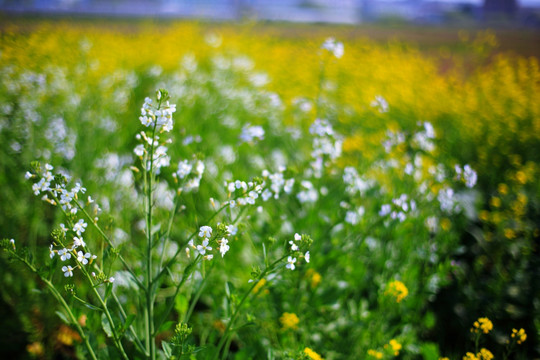 油菜花