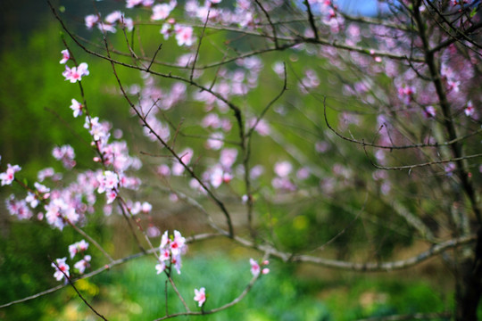 桃花