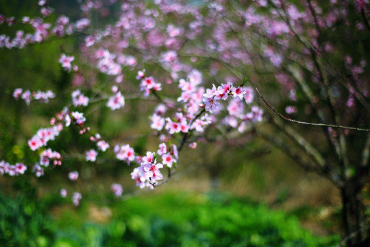 桃花