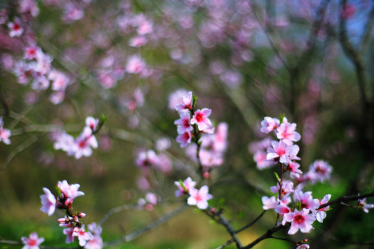 桃花