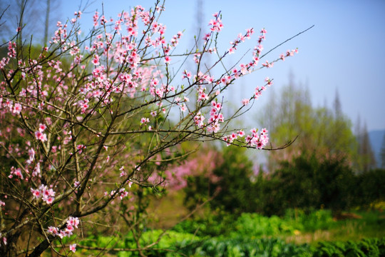 桃花