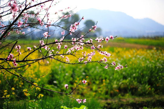 桃花