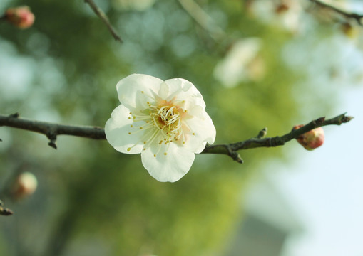 一枝白梅花