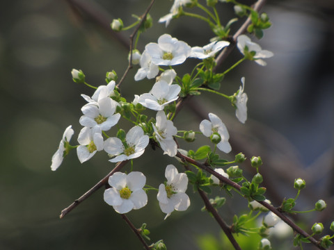 街道树白花