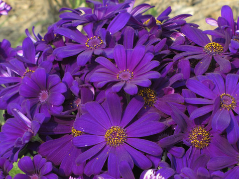深紫色花瓣瓜叶菊