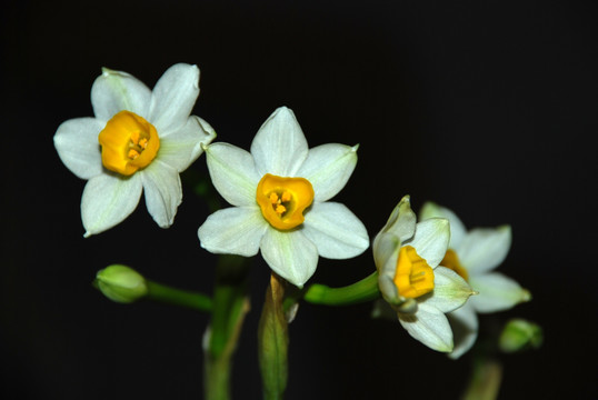 水仙花