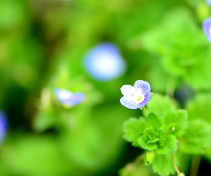 花草