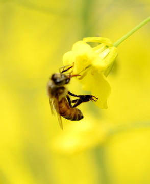 蜜蜂