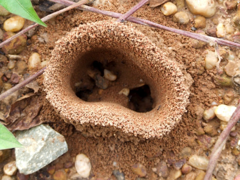 蚂蚁 蚁窝 蚁巢