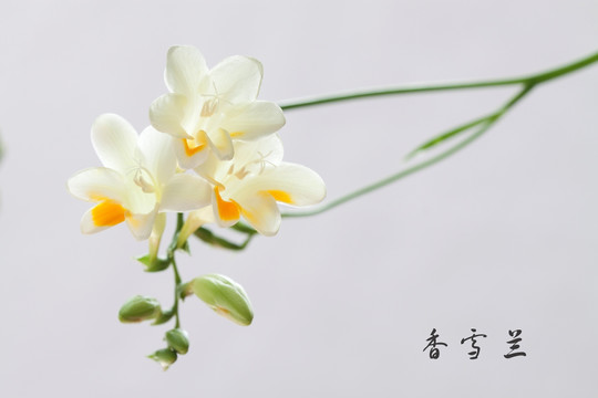 香雪兰 麦兰 花卉