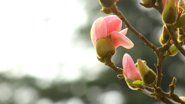 花开枝头