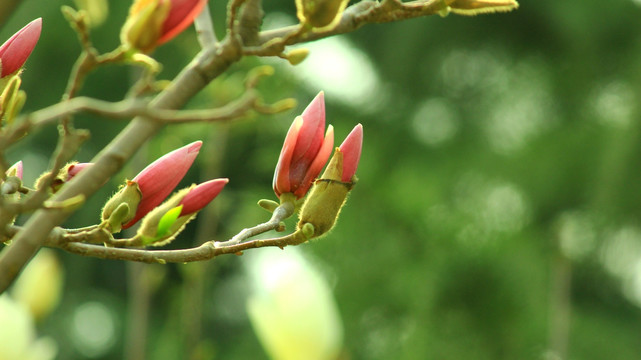 玉兰花开