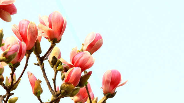 玉兰花开