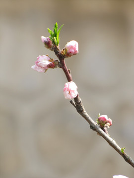 桃花枝头