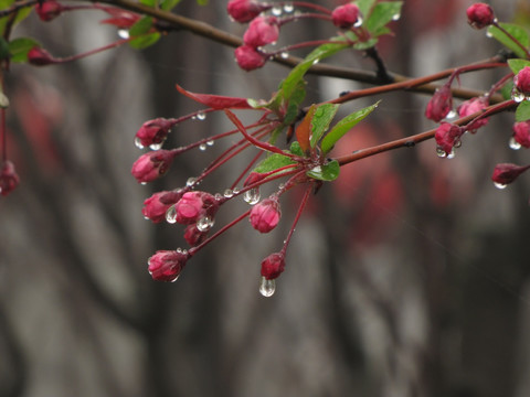 雨中的垂丝海棠