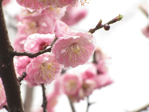 雨中碧桃花