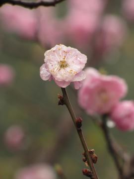 雨中碧桃花