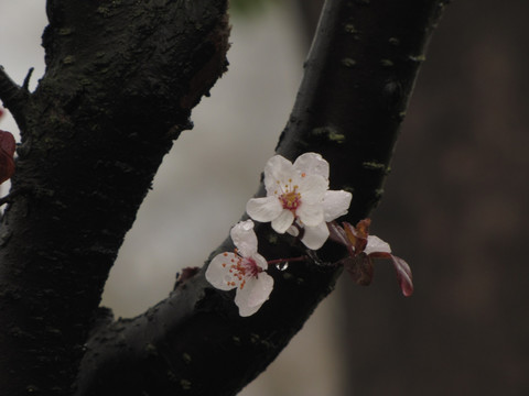 雨中公园风景树紫叶李