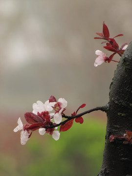 雨中公园树紫叶李