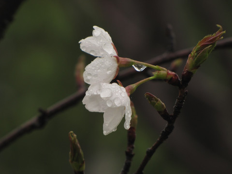 雨中的白樱花