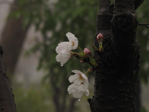 雨中的白樱花