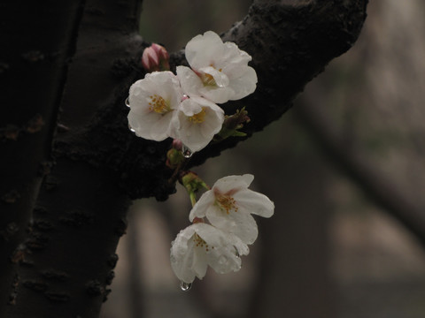 雨中的公园白樱花
