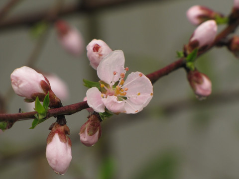 桃花带雨