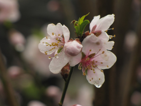 桃花带雨