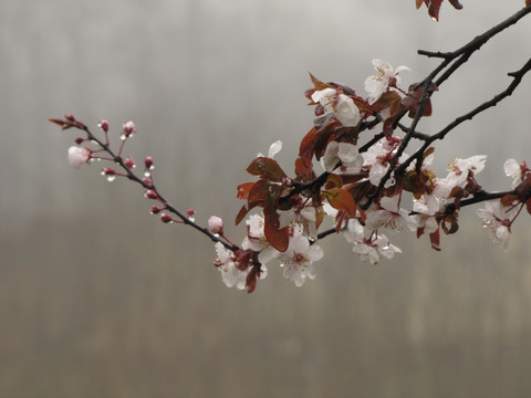 雨中的公园风景树紫叶李