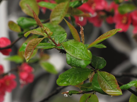 雨中的红海棠枝头