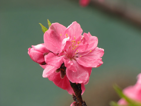 碧桃花