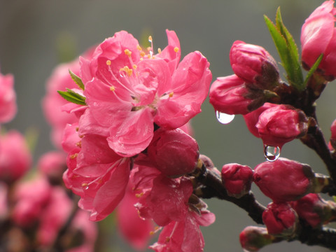 碧桃雨中争艳