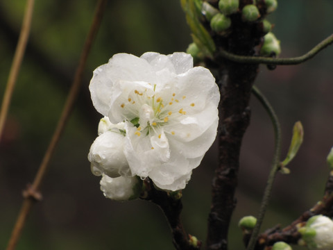 碧桃花