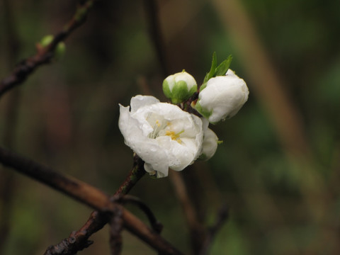 碧桃花