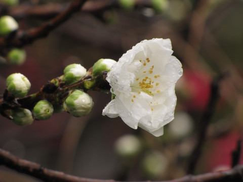 碧桃花雨