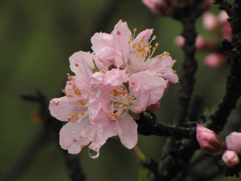 雨中桃花