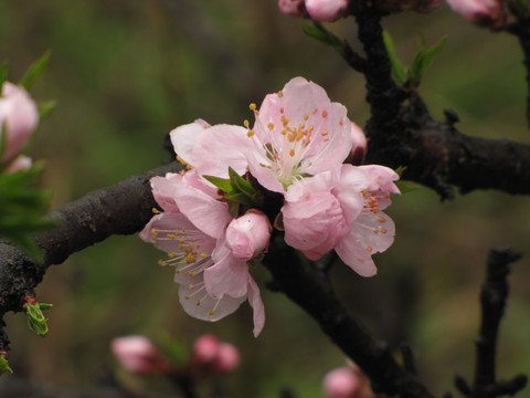 雨中桃花