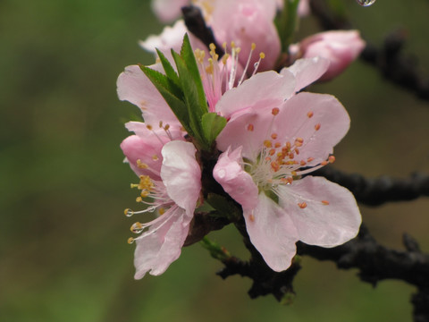 雨中桃花