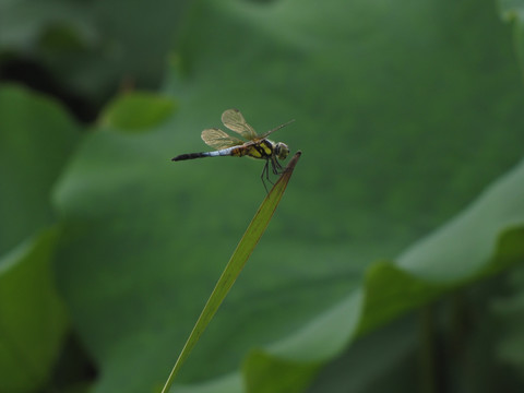 荷叶蜻蜓