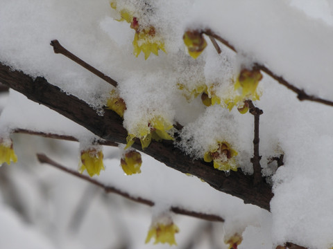 积雪腊梅