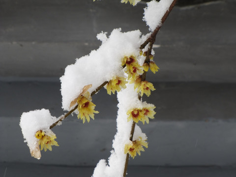 腊梅沃雪