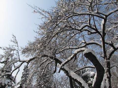 琅山醉翁亭景区 雪后古梅