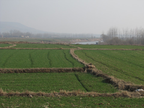 冬日河滩麦田