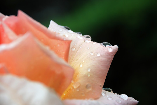 雨后的月季花