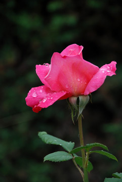 雨后的月季花