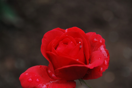 雨后的月季花