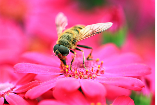 蜜蜂