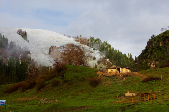 雪山草地