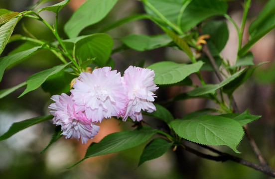 樱花